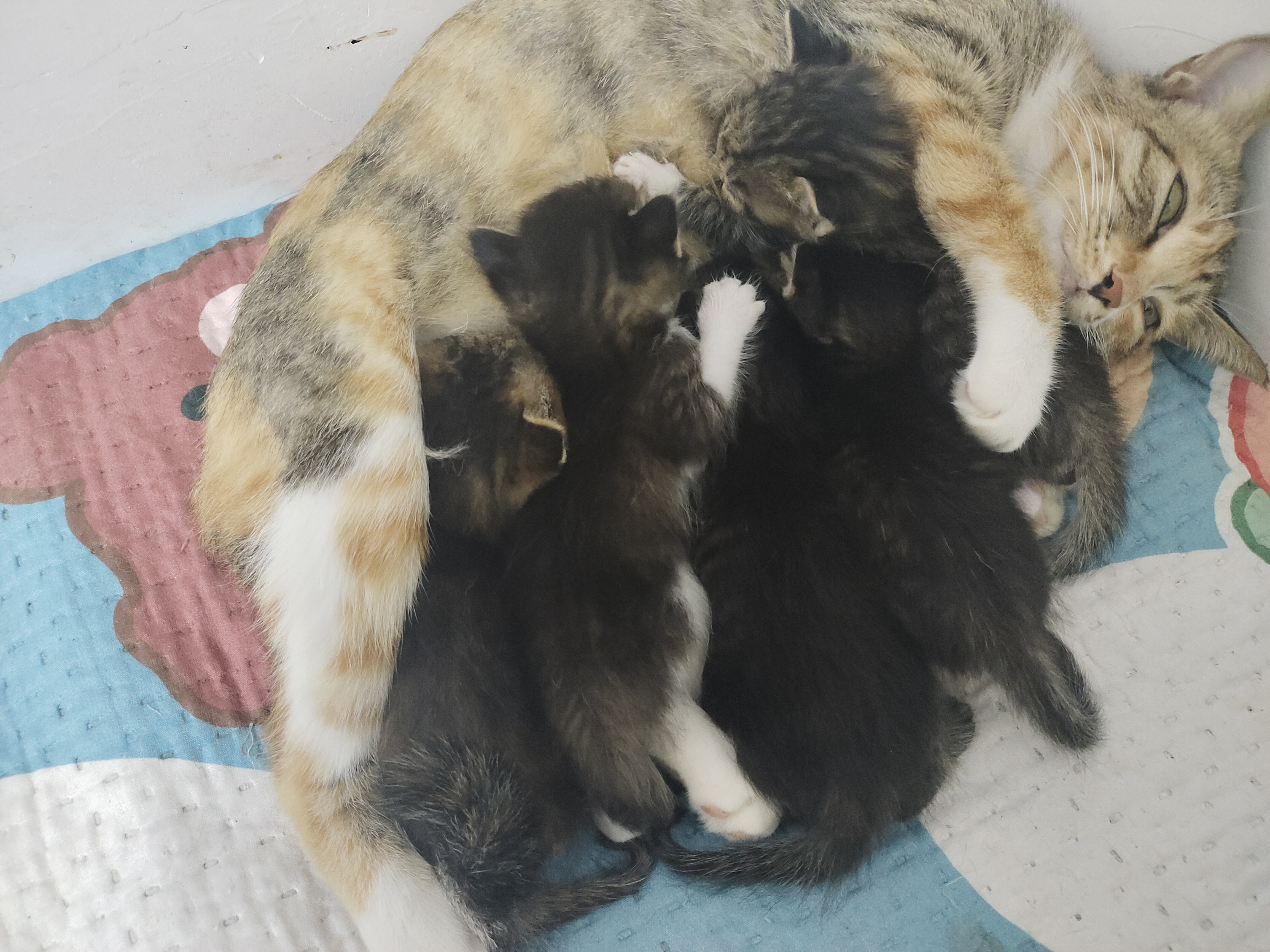 黑色狸花猫